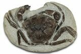 Eocene Fossil Crab (Pulalius) - Washington State #345513-2